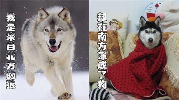电信itv收费吗？答案是……