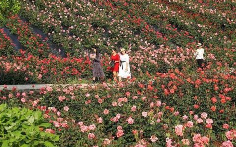 移动花海卡：畅享无限流量，漫游花海世界