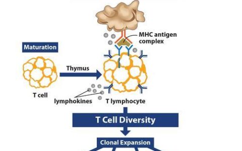 TrafficCardIoTCard:RevolutionizingTrafficManagementandNavigation