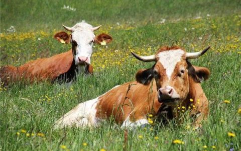 1985年属牛的手机号码选择指南